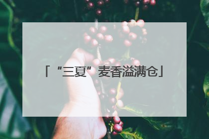 “三夏”麦香溢满仓