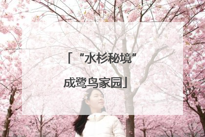 “水杉秘境”成鹭鸟家园