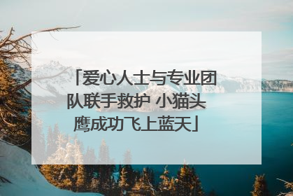 爱心人士与专业团队联手救护 小猫头鹰成功飞上蓝天