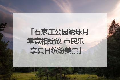 石家庄公园绣球月季竞相绽放 市民乐享夏日缤纷美景