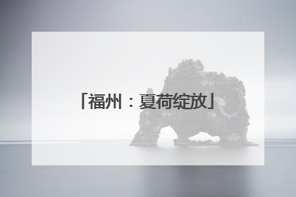 福州：夏荷绽放