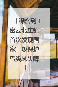 稀客到！密云北庄镇首次发现国家二级保护鸟类凤头鹰