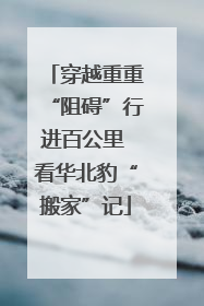 穿越重重“阻碍”行进百公里 看华北豹“搬家”记