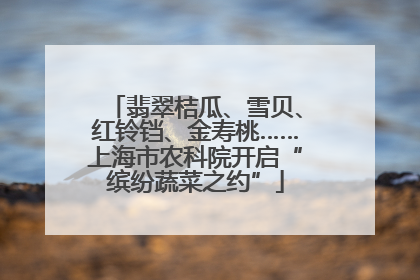 翡翠桔瓜、雪贝、红铃铛、金寿桃……上海市农科院开启“缤纷蔬菜之约”