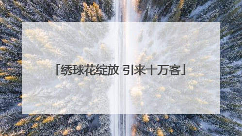 绣球花绽放 引来十万客