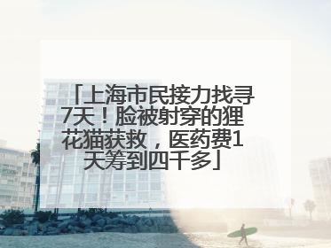 上海市民接力找寻7天！脸被射穿的狸花猫获救，医药费1天筹到四千多