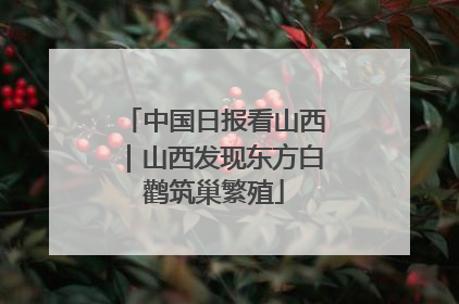 中国日报看山西｜山西发现东方白鹳筑巢繁殖