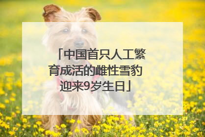 中国首只人工繁育成活的雌性雪豹迎来9岁生日