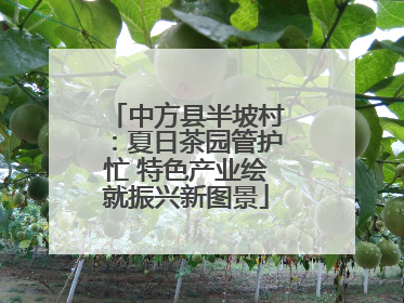 中方县半坡村：夏日茶园管护忙 特色产业绘就振兴新图景
