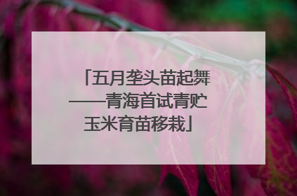 五月垄头苗起舞——青海首试青贮玉米育苗移栽