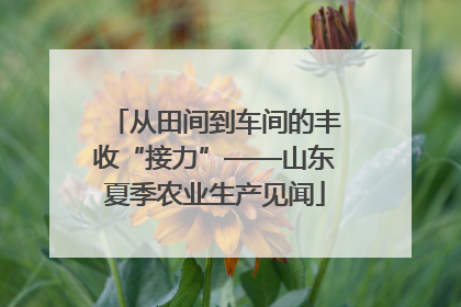 从田间到车间的丰收“接力”——山东夏季农业生产见闻
