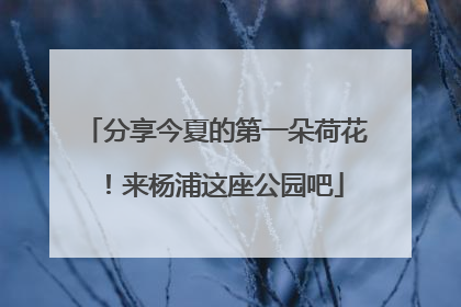 分享今夏的第一朵荷花！来杨浦这座公园吧