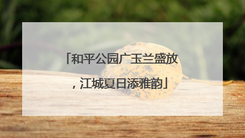 和平公园广玉兰盛放，江城夏日添雅韵
