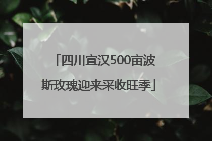 四川宣汉500亩波斯玫瑰迎来采收旺季