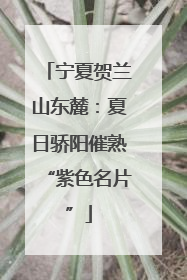 宁夏贺兰山东麓：夏日骄阳催熟“紫色名片”