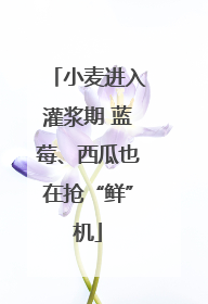 小麦进入灌浆期 蓝莓、西瓜也在抢“鲜”机