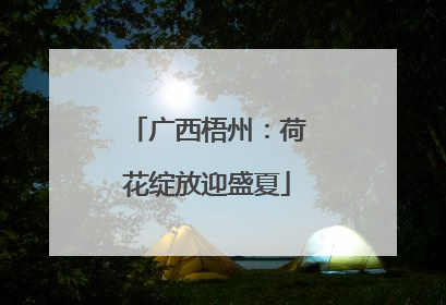 广西梧州：荷花绽放迎盛夏