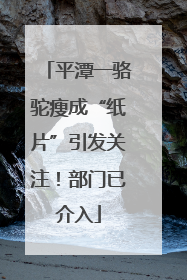 平潭一骆驼瘦成“纸片”引发关注！部门已介入