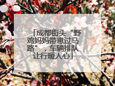 成都街头“野鸡妈妈带崽过马路”，车辆排队让行暖人心