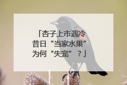 杏子上市遇冷 昔日“当家水果”为何“失宠”？