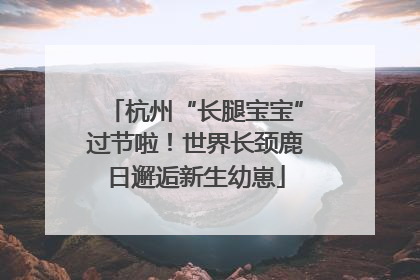 杭州“长腿宝宝”过节啦！世界长颈鹿日邂逅新生幼崽