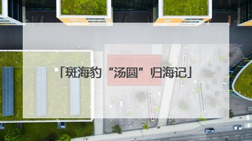 斑海豹“汤圆”归海记