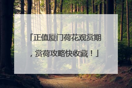 正值厦门荷花观赏期，赏荷攻略快收藏！