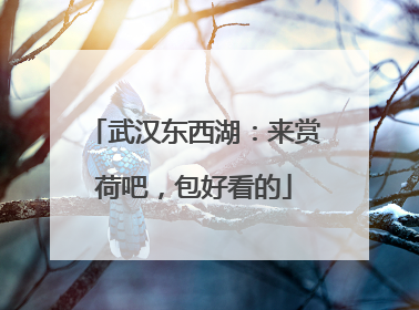 武汉东西湖：来赏荷吧，包好看的