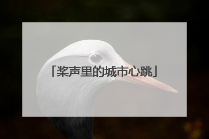 桨声里的城市心跳