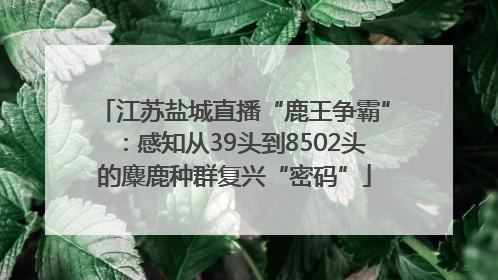 江苏盐城直播“鹿王争霸”：感知从39头到8502头的麋鹿种群复兴“密码”
