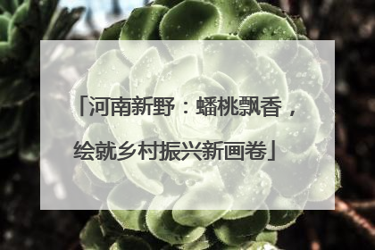 河南新野：蟠桃飘香，绘就乡村振兴新画卷