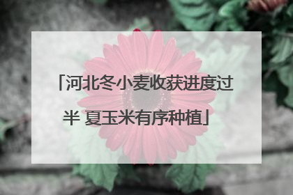 河北冬小麦收获进度过半 夏玉米有序种植