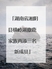 湖南省湘阴县横岭湖麋鹿家族再添三名新成员