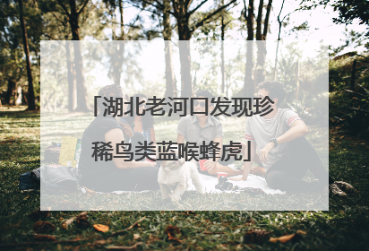 湖北老河口发现珍稀鸟类蓝喉蜂虎