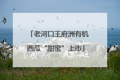 老河口王府洲有机西瓜“甜蜜”上市