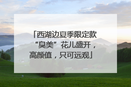 西湖边夏季限定款“臭美”花儿盛开，高颜值，只可远观