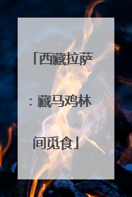西藏拉萨：藏马鸡林间觅食