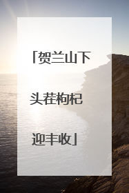 贺兰山下 头茬枸杞迎丰收