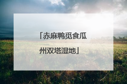 赤麻鸭觅食瓜州双塔湿地