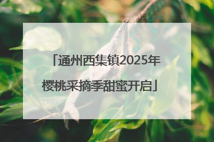 通州西集镇2025年樱桃采摘季甜蜜开启