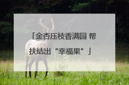 金杏压枝香满园 帮扶结出“幸福果”