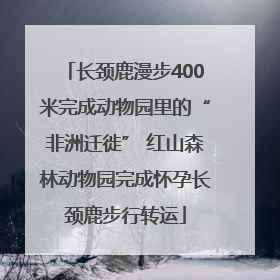 长颈鹿漫步400米完成动物园里的“非洲迁徙” 红山森林动物园完成怀孕长颈鹿步行转运