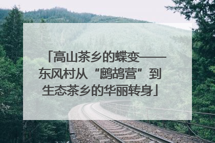 高山茶乡的蝶变——东风村从“鹧鸪营”到生态茶乡的华丽转身