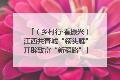 （乡村行·看振兴）江西共青城“领头雁”开辟致富“新稻路”